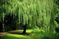 Golden Weeping Willow Tree Cuttings 4 Pack Live Plants Salix babylonica Arching Canopy