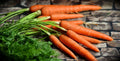 Tendersweet Gourmet Carrot Seeds - 1,500 Pack - Sweet Flavor - Daucus carota