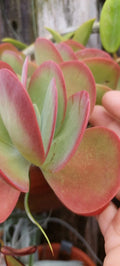 Flapjack Kalanchoe Succulent Live Plant - Paddle Leaf Succulent - Kalanchoe luciae