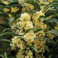 Fudingzhu Osmanthus Starter Plant - Fragrant Tea Olive - Well Rooted - Healthy Garden Variety