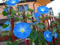 Heavenly Blue Morning Blooming Vine Seeds - 300 Count - Beautiful Flowering Vine - Ipomoea tricolor