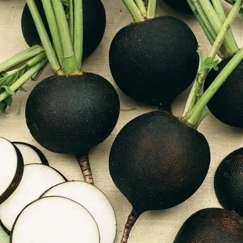 Black Spanish Round Radish Seeds - 100+ Heirloom Organic Non-GMO - Fresh Vegetable Seeds for Home Gardening