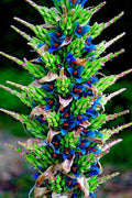 Sapphire Tower Seeds - 15 Rare PUYA Seeds for Planting - Unique Ornamental Plant, Exotic Garden Addition