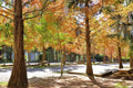 Bald Cypress Tree Seedlings | 1-3 Feet Tall | Deciduous Wetland Tree | Taxodium distichum | No Ship to California