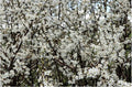 Blackthorn Tree - 3 Unrooted Cuttings - Rooting/Grafting - Prunus spinosa - Hardy Shrub for Hedges and Wildlife Gardens