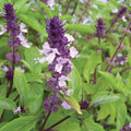 Cinnamon Basil Seeds 200+ Organic Herb Seeds Ocimum Basilicum Medicinal USA Free Shipping