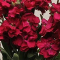 Stock Seeds - Katz Ruby - 500 Seeds - Delphinium ajacis Variety for Vibrant Garden Blooms
