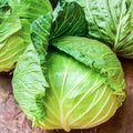 Golden Acre Cabbage Seeds - Heirloom, NON-GMO, 200+ Fresh Seeds - Brassica oleracea