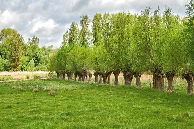 Forage Willow Plants - Fast Growing Shade Provider for Horses & Goats - Salix spp.