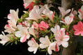 Azalea Starter Plant - Bi-Color Striped Blooms - Rhododendron - Deciduous Flowering Plant