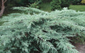 Juniper Hedge Plant Cuttings Set of 12+ Not Rooted Shrub Landscaping Zones 5-9