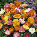 Poppy Flower Seeds 50 Count Ballerina Mix Papaver somniferum