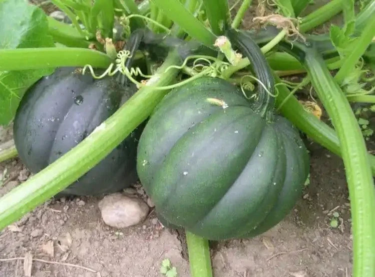 Organic Heirloom Table Queen Acorn Winter Squash Seeds - 50+ Non-GMO Fresh Seeds - Cucurbita pepo