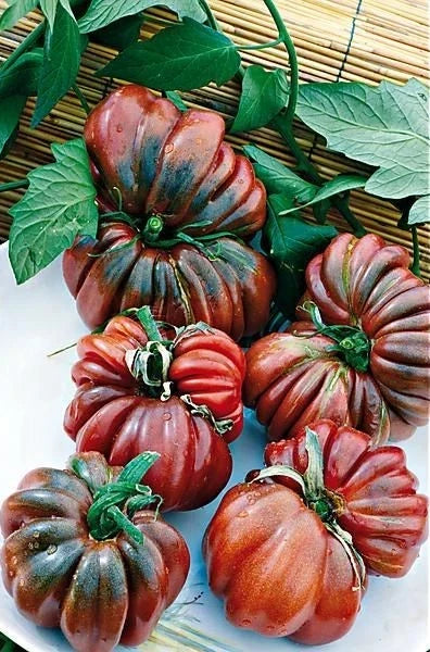 Black From Tula Tomato Seeds - 30+ Heirloom Organic Non-GMO - Rare Heirloom Variety (Solanum lycopersicum)