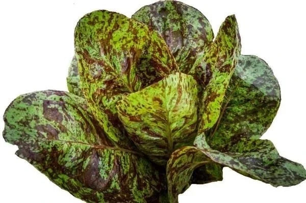 Freckles Romaine Lettuce Seeds - 1000+ Heirloom Organic Non-GMO Seeds - Lactuca sativa 'Freckles'