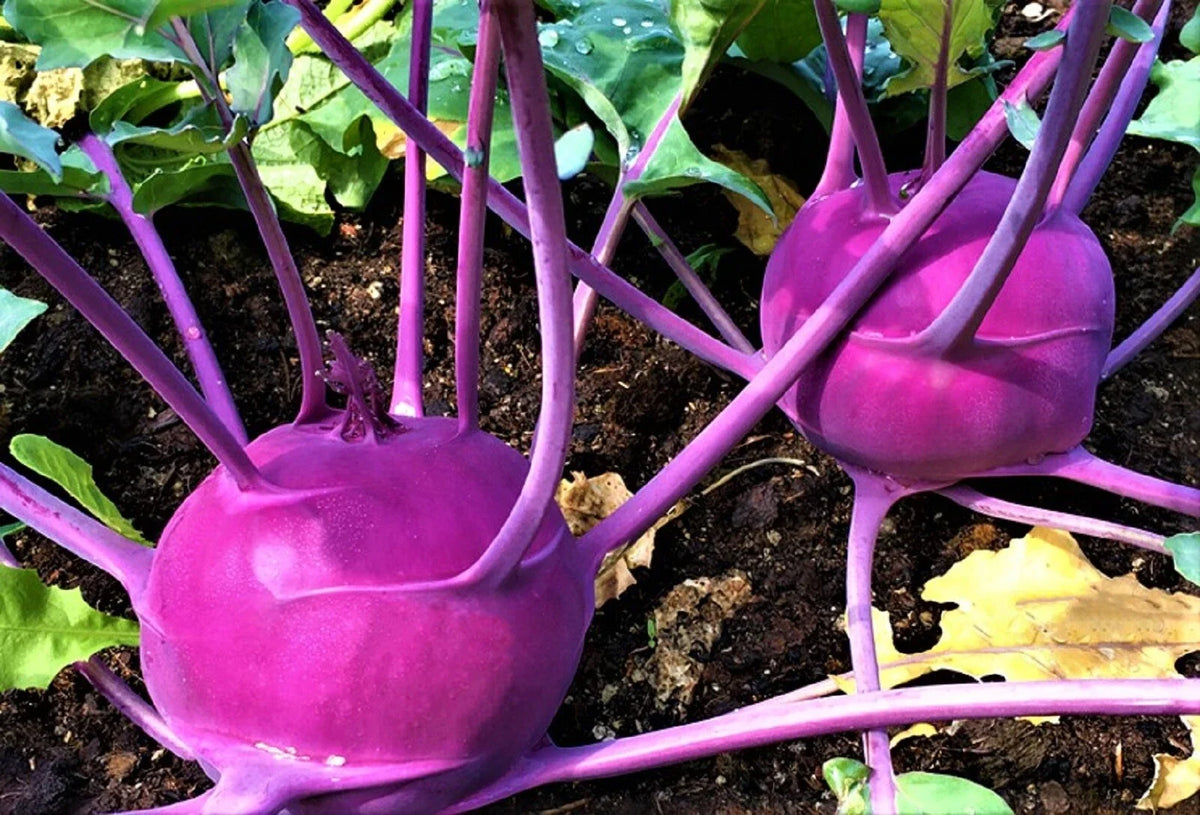 Purple Vienna Kohlrabi Seeds - 500 Non-GMO Seeds - Brassica oleracea Var. Gongylodes