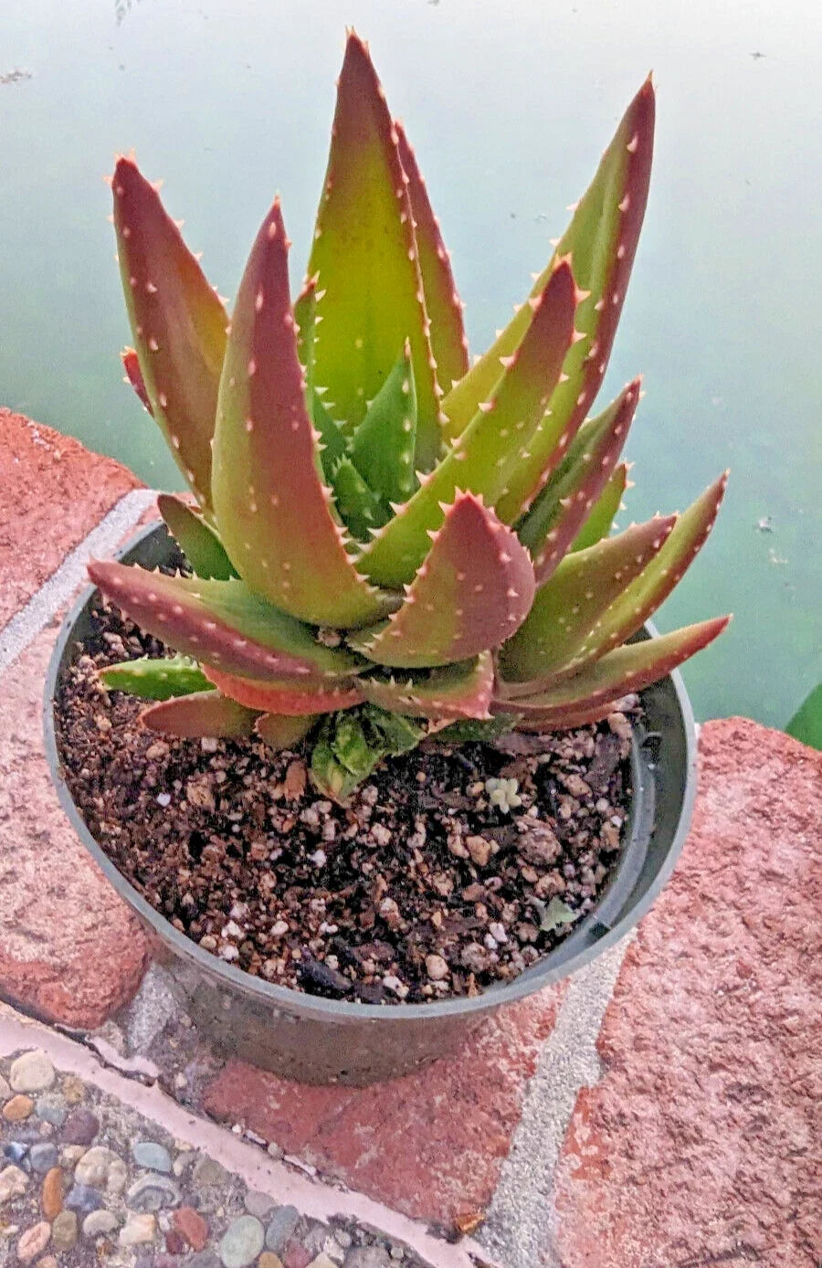 Golden Toothed Aloe Plant - 6" Mature Specimen - Aloe Nobilis - Succulent Houseplant for Indoor Gardens