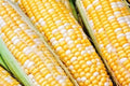 Sweet Corn Seed - Cappucino Variety - Fresh Seeds - Zea mays - Non-GMO, High Yield, Free Shipping