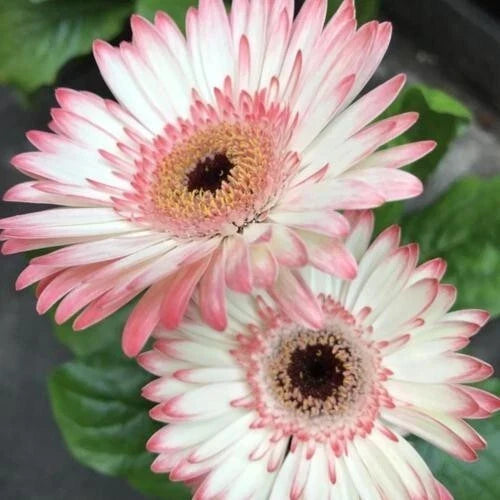 Gerbera Daisy Seeds - 200 Count - White & Pink Variety - Gerbera jamesonii - USA