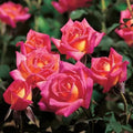 Hot Tamale Miniature Rose Cuttings - 4" Long Fresh Unrooted Stems - Rosa Miniature