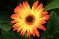 Sunburst Gerbera Daisy Seeds - 200+ Pack - Vibrant Flowers for Garden Planting - Gerbera jamesonii
