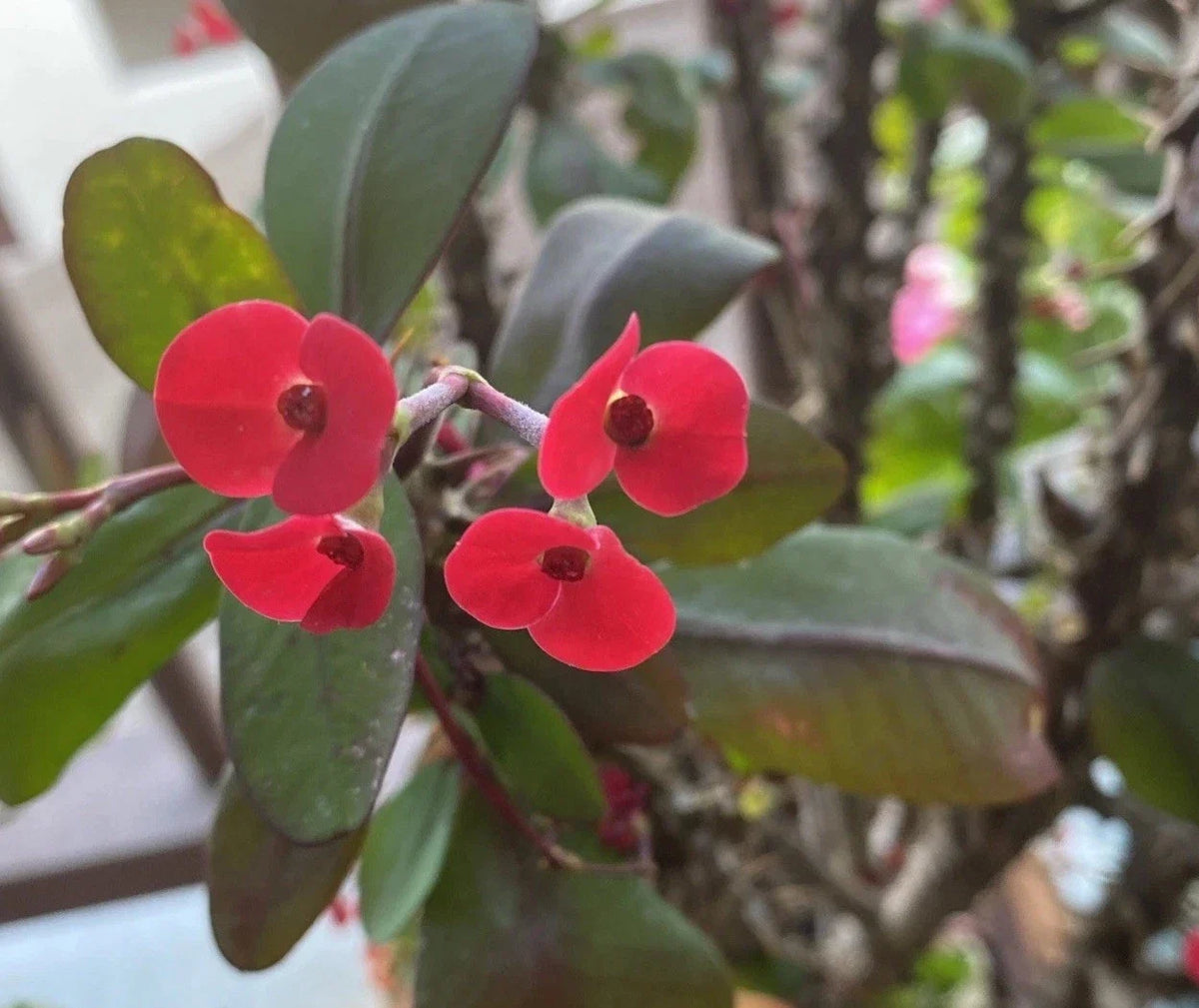 Euphorbia Milii Cutting | Small Red Flower | Crown of Thorns Plant | Rooted Succulent