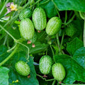 Cucamelon Plants Set 2, 4in Pot, Melothria Scabra, Mouse Melon, Mini Watermelon, Mexican Sour Cucumber