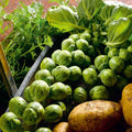 Nelson F1 Brussels Sprouts Seeds - 500+ Count - High Yield Vegetable Seeds for Garden Planting - Brassica oleracea