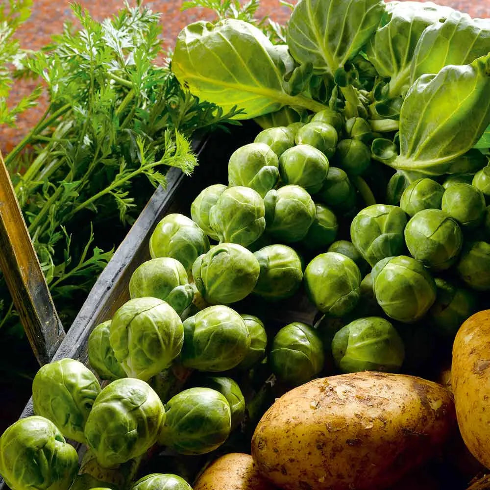 Nelson F1 Brussels Sprouts Seeds - 500+ Count - High Yield Vegetable Seeds for Garden Planting - Brassica oleracea
