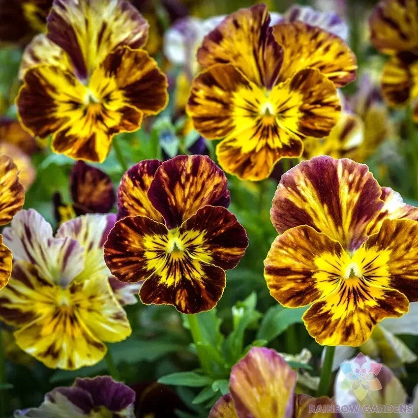 Pansy Seeds - 200+ Count - Brush Strokes Variety - Viola - USA Grown - Free Shipping