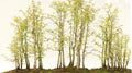 Redwood Bonsai Tree Seeds - 25 Pack - Sequoia Bonsai Seeds - Sequoiadendron giganteum