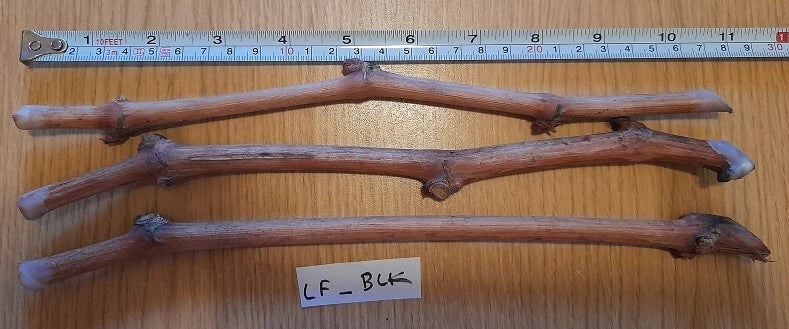 Grape Vines Cuttings - 3 Ladyfingers Black Vines - Vitis vinifera