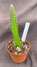 Yellow Dragon Fruit Plant in 3" Pot, Selenicereus megalanthus, Live Rooted Tropical Cactus for Home Garden, Indoor Plant