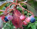 Organic Black Haw Berry Seeds - Viburnum prunifolium - 20 Seeds - Native Plant for Wildlife Gardens