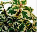 Hemizygia Candy Kisses Live Plant, 4-6 Inch Tall in 3 Inch Pot, Colorful Foliage Houseplant, Tropical Indoor Plant