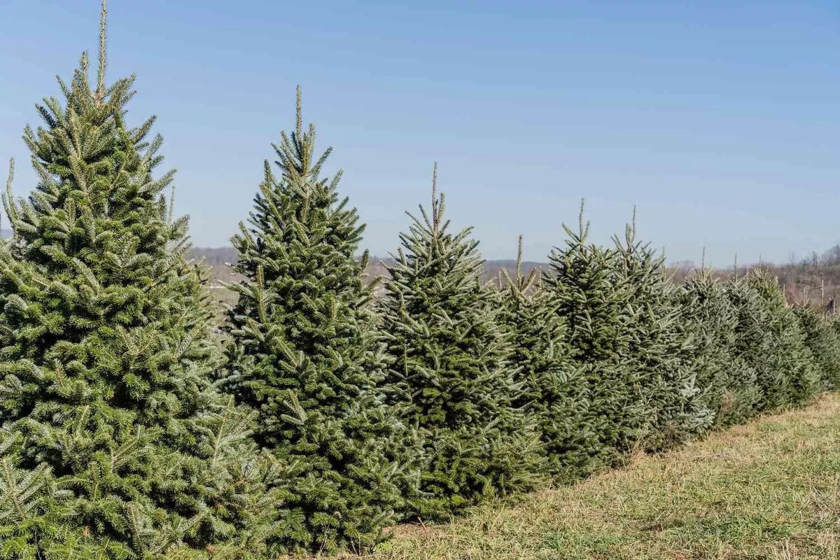 Fraiser Fir Tree Seedlings for Planting, 6-12 Inches Tall, Abies fraseri