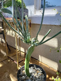 Euphorbia Tirucalli Monstrous Cactus Fresh Cutting | Unique Succulent Plant for Indoor Gardens