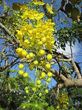 Golden Shower Tree Seeds (30 Seeds) - Weeping Yellow Bloom, Cassia fistula, Tropical Flowering Tree