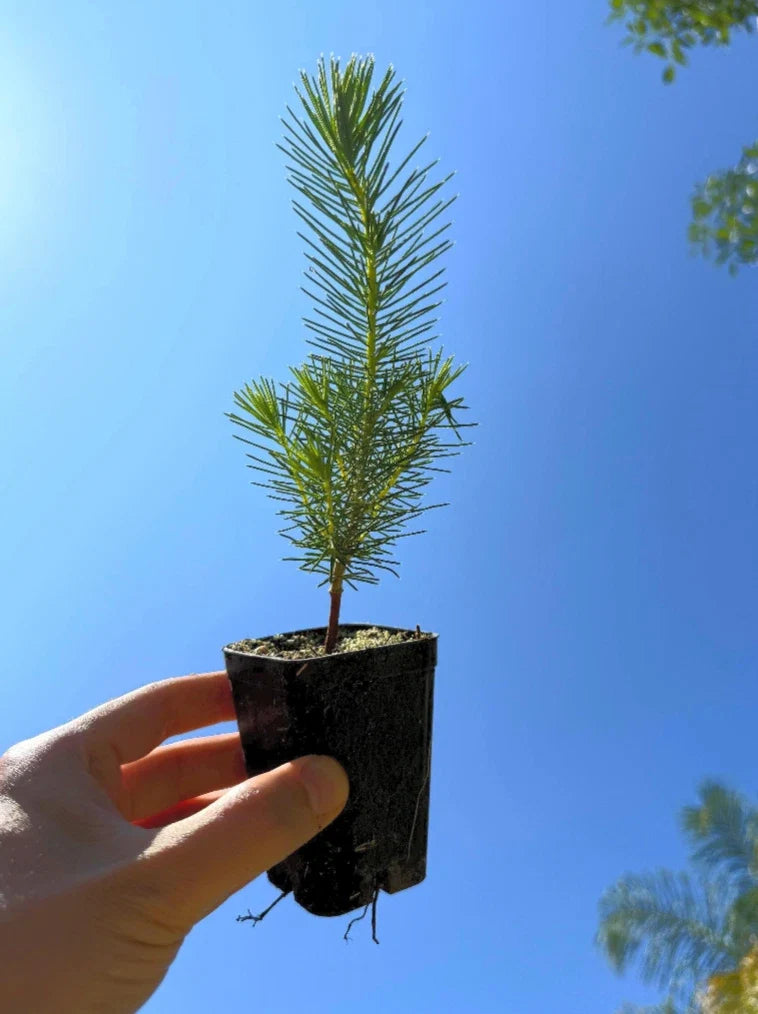 Stone Pine Tree (Pinus pinea) | Italian Umbrella Pine | Mediterranean Evergreen | Edible Pine Nuts | Live Plant