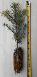 Noble Fir Tree Seedling 8–14 Inches – Abies procera, Evergreen Conifer, Landscape & Christmas Tree