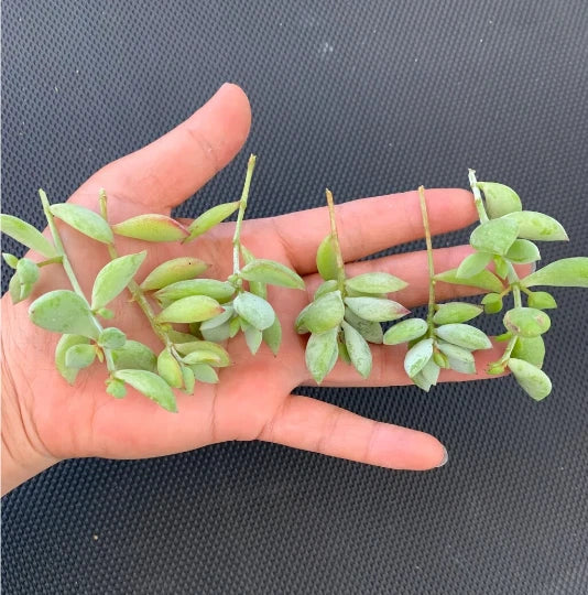 3 Unrooted Cotyledon Pendens Succulent Cuttings – Rare Cliff Cotyledon Trailing Plant for Hanging Baskets, Terrariums, Propagation