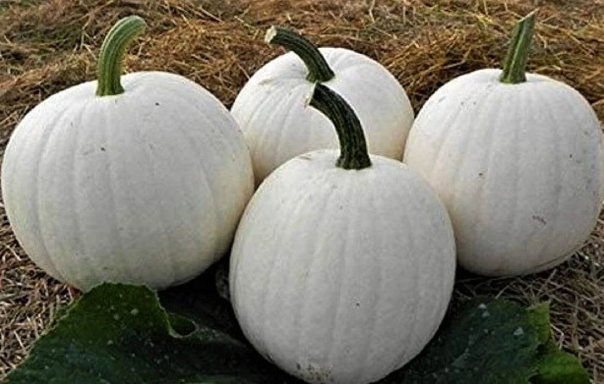 Casper White Pumpkin Seeds 5 Seeds Non-GMO Organic Cucurbita pepo