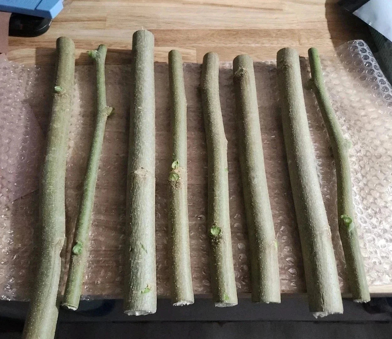 Moringa Oleifera Cuttings (8 Thick) & Horseradish Tree Seeds (10 Non-GMO) - Drumstick Tree, Organic Gardening Supplies