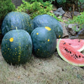 Organic Heirloom Moon and Stars Red Watermelon Seeds - NON-GMO - 20 Seeds - Citrullus lanatus