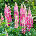 Lupine Seeds | Non-GMO | Chatelaine Variety | Garden Planting | Free Shipping