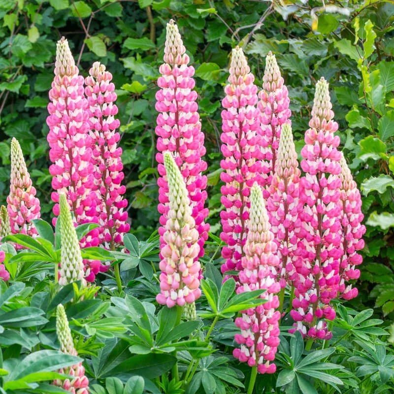 Lupine Seeds | Non-GMO | Chatelaine Variety | Garden Planting | Free Shipping