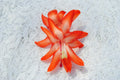 Christmas Cactus Starter Plant - Desert Sun Variety - Schlumbergera Truncata - Healthy Well-Rooted Plant