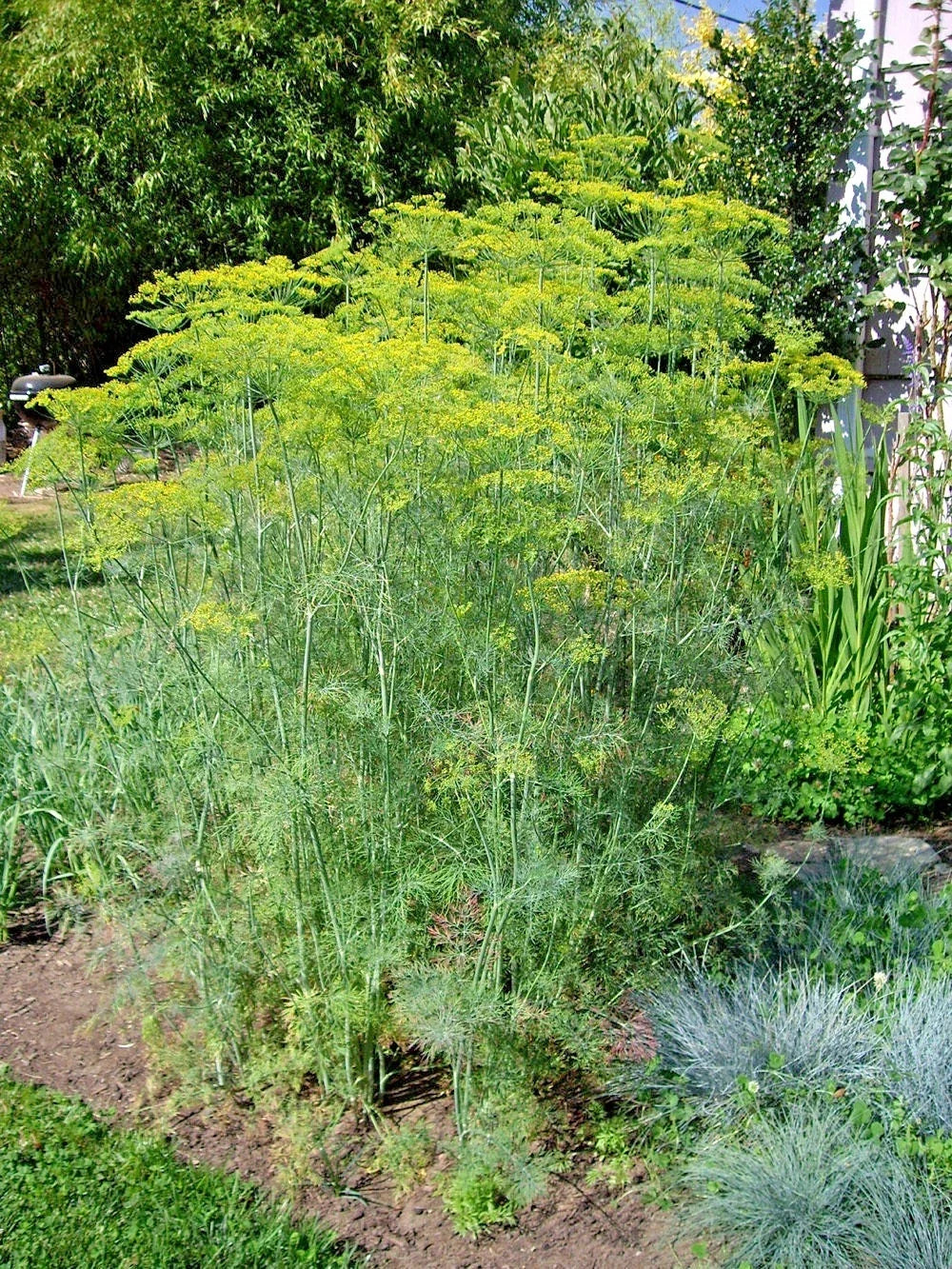 MAMMOTH Long Island Dill Seeds - Culinary & Medicinal Herb - Anethum graveolens - Ideal for Garden & Containers