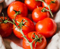 Sweet Campari Tomato Seeds - 25 Fresh Harvest Premium Seeds - Solanum lycopersicum