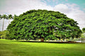 20 Rain Tree Seeds, Monkey Pod "Hitachi," Tropical Flower, Albizia saman, Rare Exotic Plant Seeds